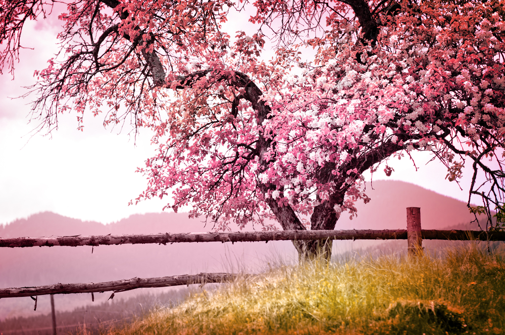 Tree with pink blooms and old fence.